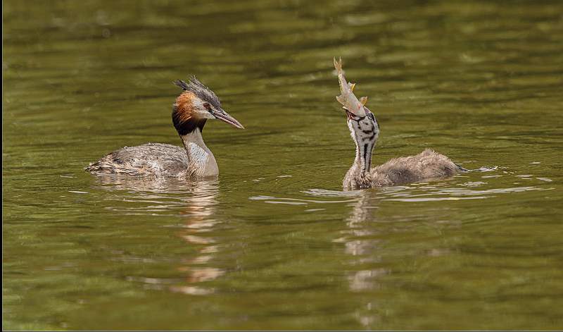 Ambitious Chick, Anxious Parent_Matt Clarke.jpg